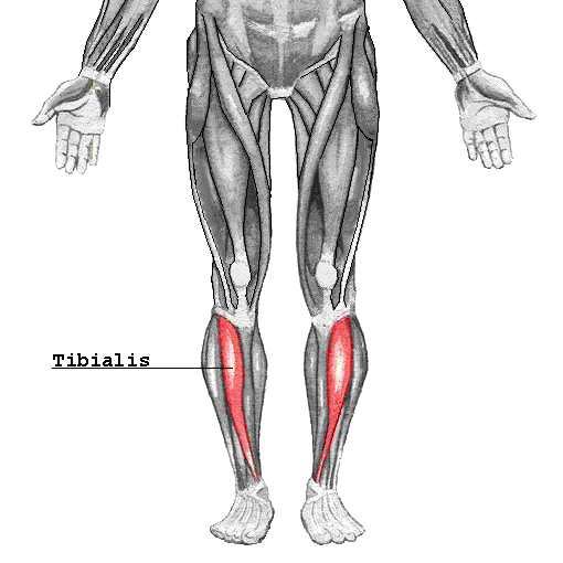Top Tibialis Anterior Stretches & Exercises for Improved Flexibility and Strength
