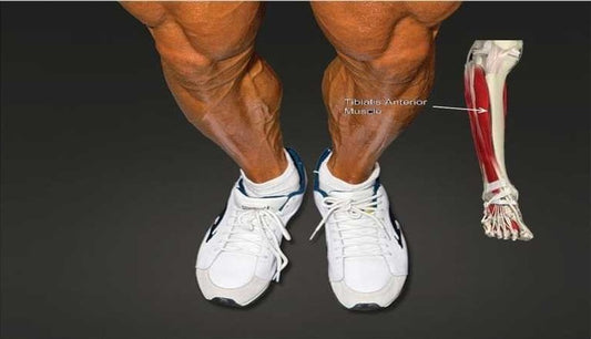 The Importance of Strengthening Your Tibialis Anterior for Optimal Athletic Performance